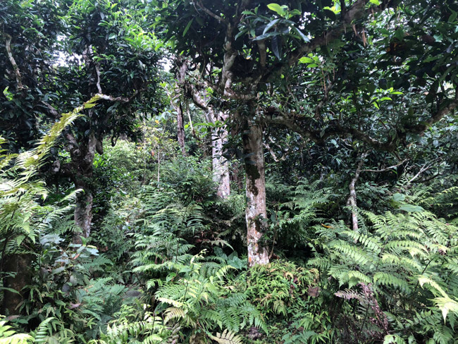 Đây là cánh rừng nguyên sinh, ít bước chân người lui tới nên các cây chè vẫn còn nguyên vẹn