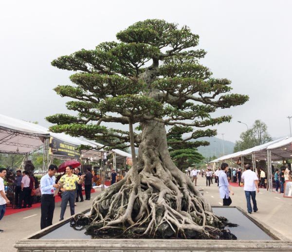 Hàng ngàn &#34;cụ&#34; bonsai, cây cảnh tiền tỷ hội tụ về Thủ đô - 1