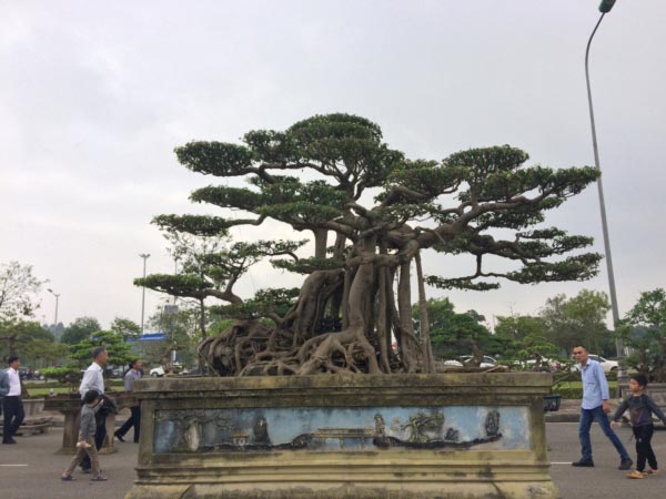 Hàng ngàn &#34;cụ&#34; bonsai, cây cảnh tiền tỷ hội tụ về Thủ đô - 10