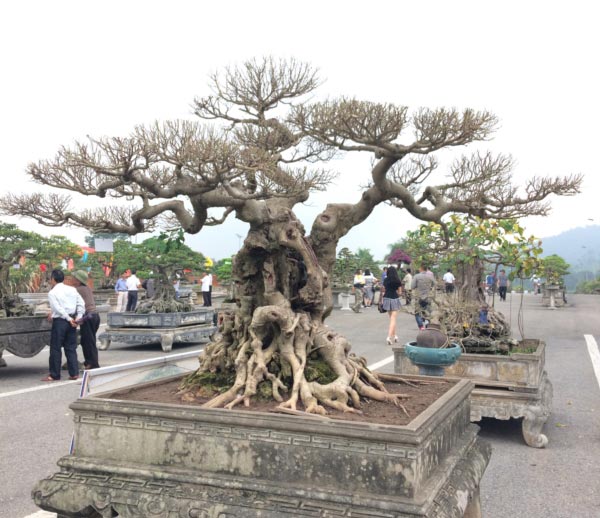 Hàng ngàn &#34;cụ&#34; bonsai, cây cảnh tiền tỷ hội tụ về Thủ đô - 11