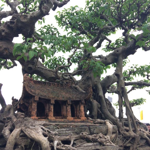 Hàng ngàn &#34;cụ&#34; bonsai, cây cảnh tiền tỷ hội tụ về Thủ đô - 12