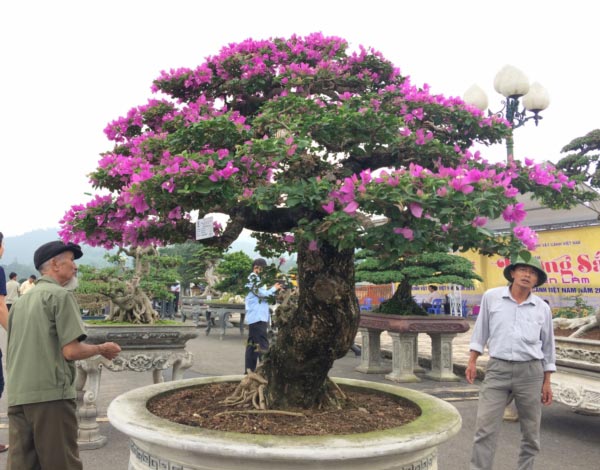 Hàng ngàn &#34;cụ&#34; bonsai, cây cảnh tiền tỷ hội tụ về Thủ đô - 6