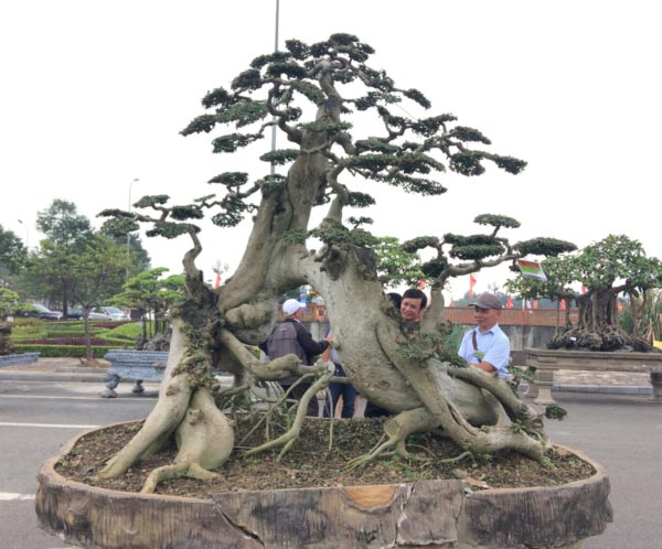 Hàng ngàn &#34;cụ&#34; bonsai, cây cảnh tiền tỷ hội tụ về Thủ đô - 8