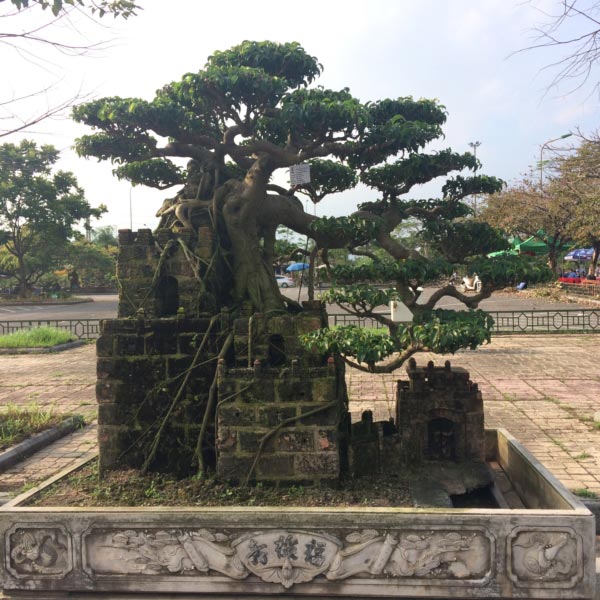 Hàng ngàn &#34;cụ&#34; bonsai, cây cảnh tiền tỷ hội tụ về Thủ đô - 9