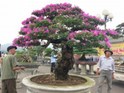 Thị trường - Tiêu dùng - Hàng ngàn &quot;cụ&quot; bonsai, cây cảnh tiền tỷ hội tụ về Thủ đô