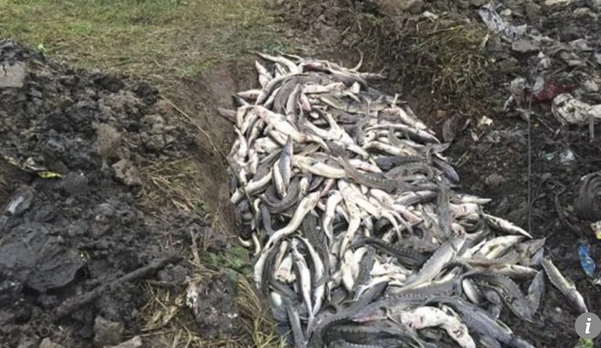 6.000 con cá tầm chết hàng loạt vì khu resort xây dựng ở TQ - 1