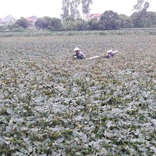 “Với diện tích trên, nếu trồng lúa thì chi phí vốn ban đầu lên khoảng 20 triệu đồng, lúa tốt, được mùa thì thì cũng chỉ thu được khoảng&nbsp;30 triệu đồng là nhiều. Trồng ấu thì vốn rẻ hơn, thu nhập cũng cao hơn. Tuy nhiên, ấu mỗi năm chỉ có một vụ” - chị Mùi cho biết.