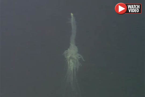 Video: Thả camera sâu 1.300m, phát hiện sinh vật kỳ dị chưa từng thấy - 1