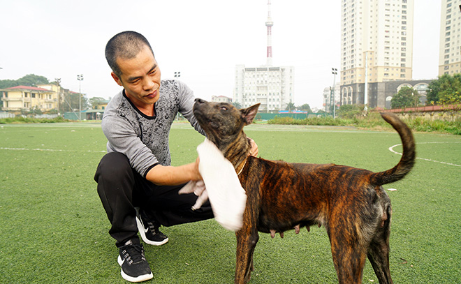 Muốn chó Pitbull không “phản chủ”, người nuôi cần biết những kiến thức này - 2