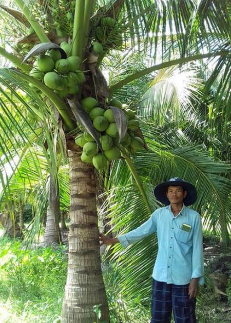Mỗi tháng có 30 triệu đồng từ vườn dừa xiêm cây nào cũng đeo trái - 1