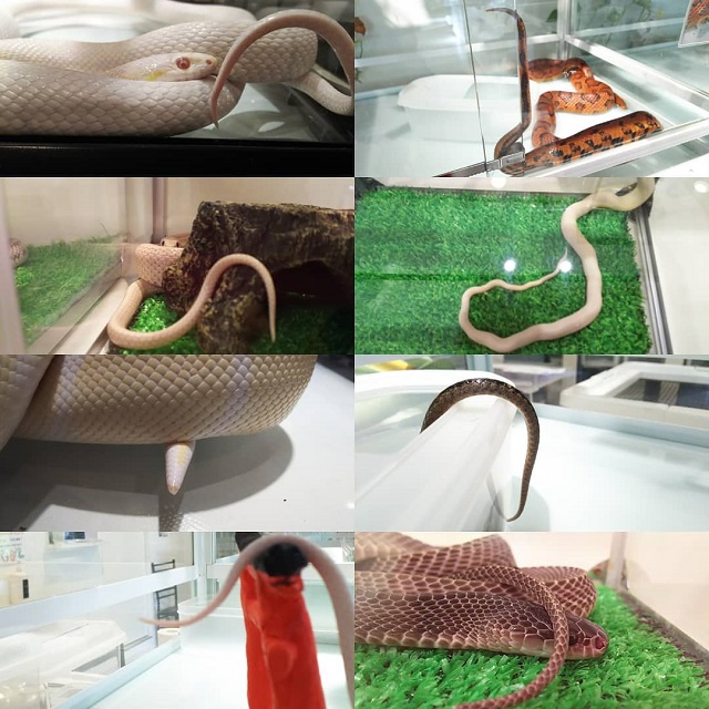 Quán cà phê cho phép mọi người ôm hôn rắn, liệu bạn có dám thử? - 1