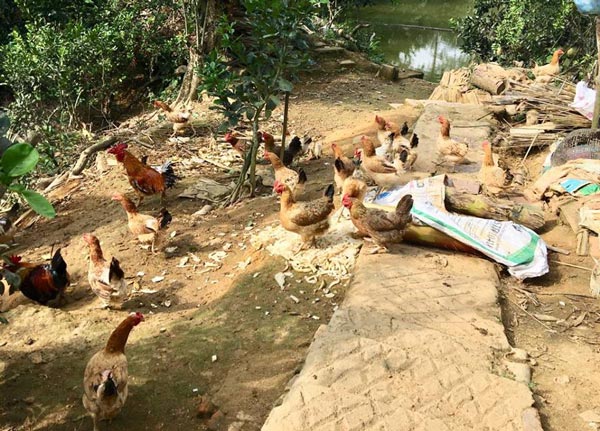 &#34;Tiên ông&#34; và trang trại “5 trong 1” có tài ghép cây ra nhiều loại quả - 5