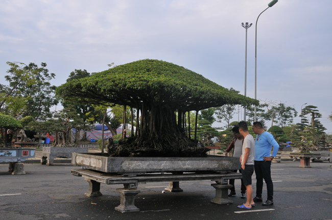 Đây là lần thứ 2 cây được đem đi trưng bày, cây hút hồn người tham quan bởi những nét đẹp độc đáo.