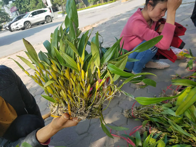 Lan rừng xuống phố hút người mua, lãi vài triệu/ngày - 3