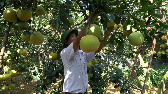 Cho bưởi diễn sống chung với chè, tưởng “gàn dở” mà thu tiền &#34;khủng&#34; - 4