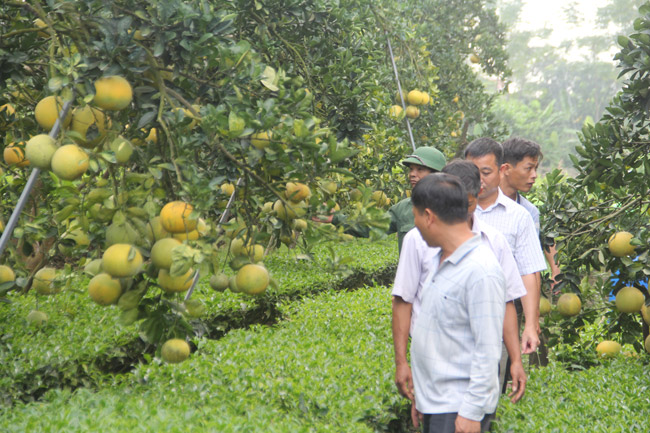 Cho bưởi diễn sống chung với chè, tưởng “gàn dở” mà thu tiền &#34;khủng&#34; - 7