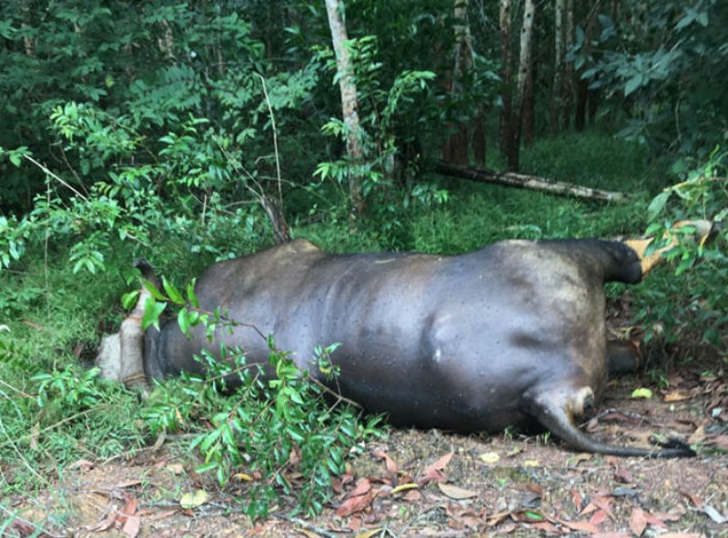 Bò tót 700kg chết trong rừng sau khi bị ô tô tông - 1