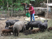 Thị trường - Tiêu dùng - Làm giàu ở nông thôn: Có 300 triệu/năm nhờ nuôi cá háu ăn, lợn rừng