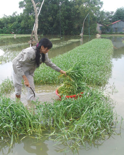 Hậu bão số 9 ruộng rau nước ngập tới cổ, TP.HCM lo &#34;sốc&#34; giá rau - 2