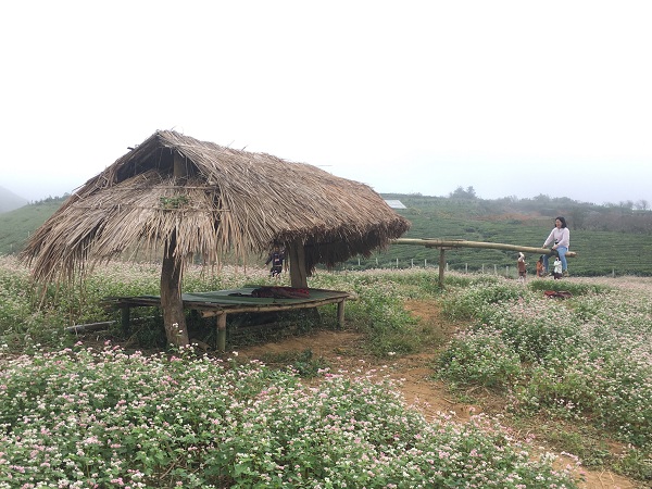 Mê mẩn ngắm đồi hoa tam giác mạch trên cao nguyên Mộc Châu lộng gió - 5