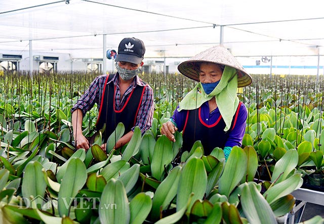 &#34;Ông trùm&#34; trồng lan hồ điệp công nghệ cao đút túi cả chục tỷ/năm - 3