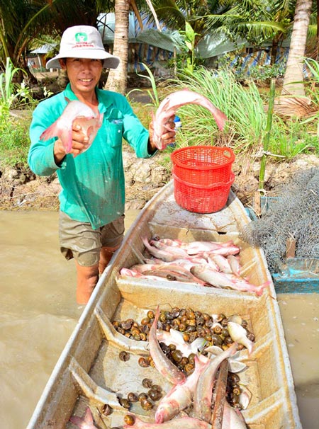 Lạ mà hay: Nuôi cá trên ruộng không cần cho ăn, vẫn trúng đậm - 3