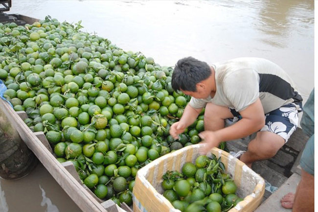 Vì sao giá bưởi da xanh, cam sành giảm mạnh? - 2