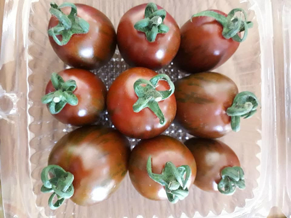 Loại cà chua “nhỏ nhưng có võ”, giá cao ngất vẫn không đủ bán - 3