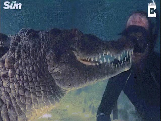 Rợn người cảnh thợ lặn đối đầu với cá sấu khổng lồ ở Mexico