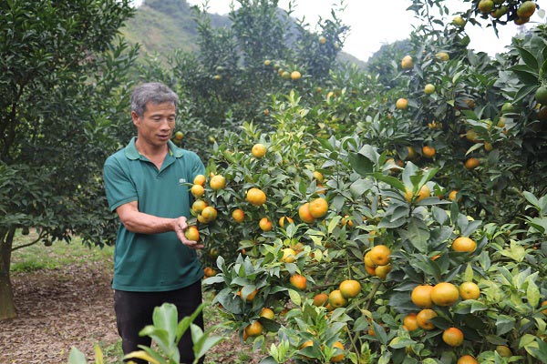 Lãi 250 triệu mỗi năm từ 750 gốc cam Canh trồng trên đất dốc - 1