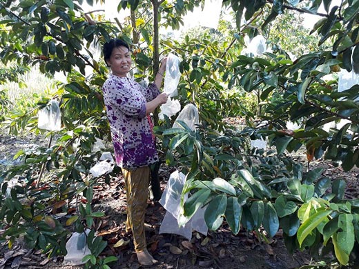 Chuyện lạ ở Hậu Giang: &#34;Giấu&#34; trái mãng cầu xiêm vào túi bao, trúng mùa liên tục - 1