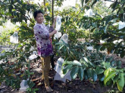 Thị trường - Tiêu dùng - Chuyện lạ ở Hậu Giang: &quot;Giấu&quot; trái mãng cầu xiêm vào túi bao, trúng mùa liên tục