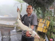 Thị trường - Tiêu dùng - Lãi 3 tỷ đồng/năm đều như &quot;vắt chanh&quot; nhờ nuôi cá trên đỉnh mây mù