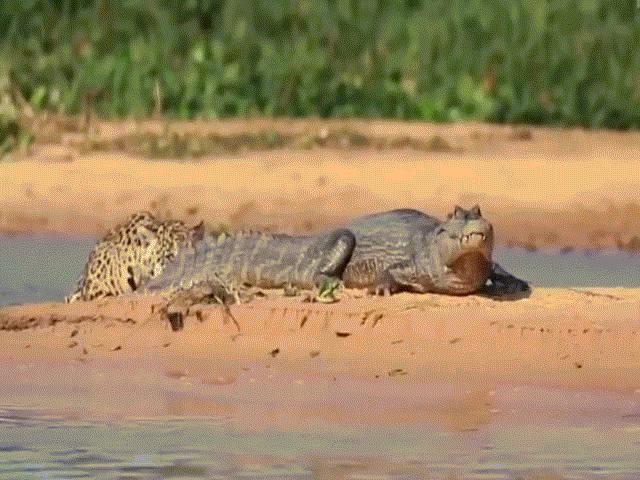 Báo gấm chồm lên từ dưới sông hạ gục cá sấu ”khủng”