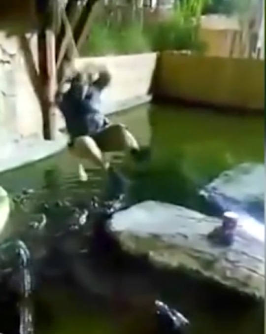 Video: Người đàn ông tuột tay rơi xuống bể đầy cá sấu đói khát ở Mỹ - 1