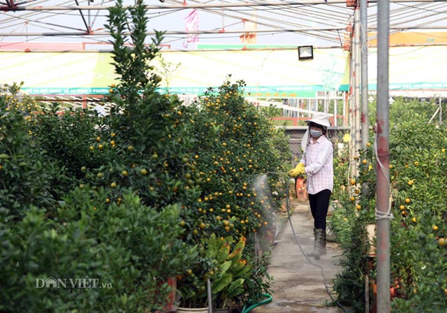 Xu hướng Tết 2019: Heo đất tài lộc cõng quất bonsai giá tiền triệu - 7