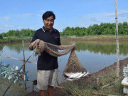 Thị trường - Tiêu dùng - Nuôi cá &quot;lạ&quot; trong ao tôm ở Cà Mau, sau 4 tháng bán 90 ngàn/ký