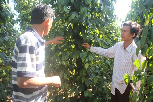 Nông dân trồng tiêu khốn đốn, điêu đứng sau 3 năm gặp &#34;bão giá&#34; - 2