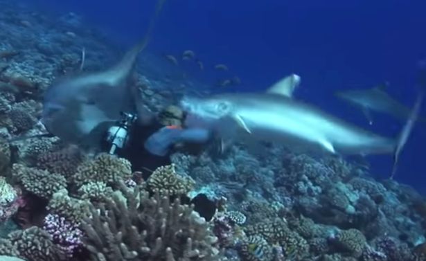 Video: Thợ lặn bị 6 cá mập bao vây, cắn thẳng vào mặt - 1