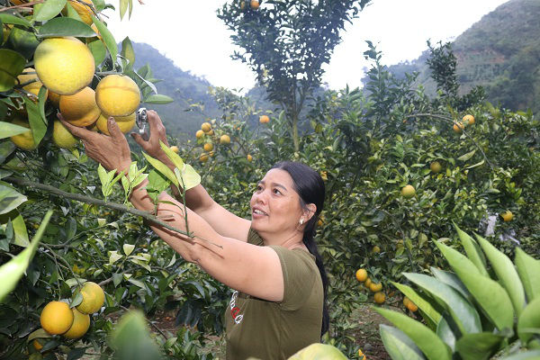 Làm giàu ở nông thôn: &#34;Gái&#34; đảm &#34;bắt&#34; đất cằn “đẻ ra vàng” - 2