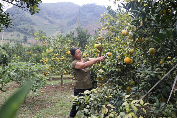 Làm giàu ở nông thôn: &#34;Gái&#34; đảm &#34;bắt&#34; đất cằn “đẻ ra vàng” - 3