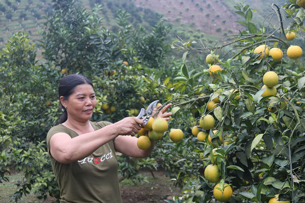 Làm giàu ở nông thôn: &#34;Gái&#34; đảm &#34;bắt&#34; đất cằn “đẻ ra vàng” - 4