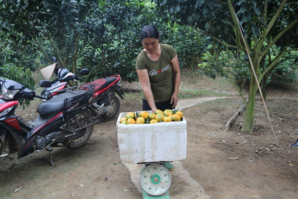 Làm giàu ở nông thôn: &#34;Gái&#34; đảm &#34;bắt&#34; đất cằn “đẻ ra vàng” - 5