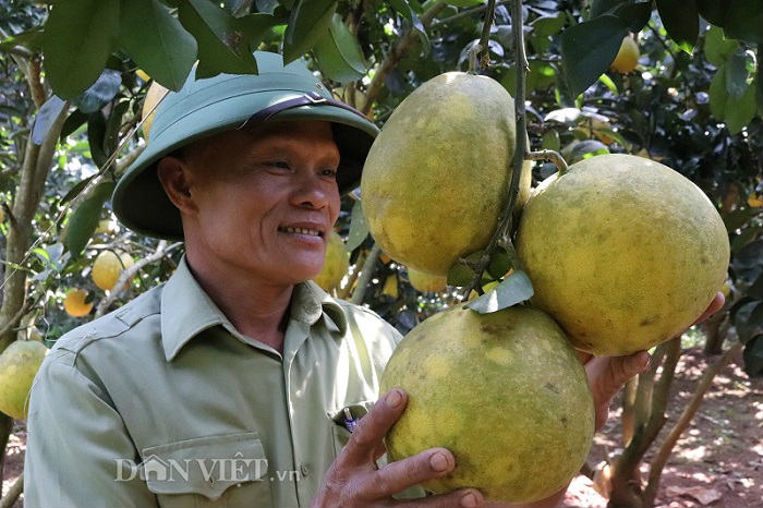 Vườn bưởi chi chít trái chín vàng ruộm ở vùng đất Yên Châu - 1