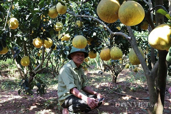 Vườn bưởi chi chít trái chín vàng ruộm ở vùng đất Yên Châu - 3