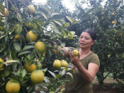 Thị trường - Tiêu dùng - Làm giàu ở nông thôn: &quot;Gái&quot; đảm &quot;bắt&quot; đất cằn “đẻ ra vàng”