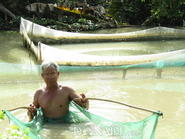 Lạ mà hay: Nuôi loài cá quý &#34;bí ẩn&#34; của dòng Mê Kông, &#34;đắt xắt ra miếng&#34; - 5