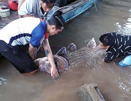 Vĩnh Long: Bắt được cá hô khổng lồ nặng 125 ký, bán hơn 300 triệu đồng - 2