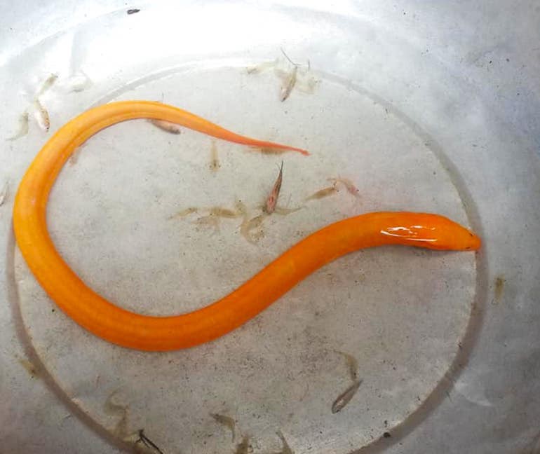 Bất ngờ bắt được lươn vàng óng ánh quý hiếm ở ruộng - 1