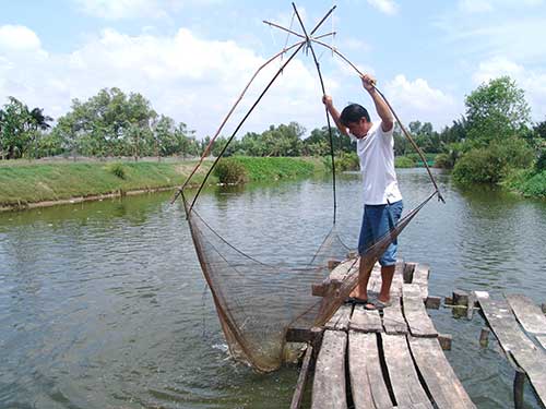 LẠ MÀ HAY: Nuôi cá bằng... bánh bao, ông Tư lãi tiền tỷ - 2